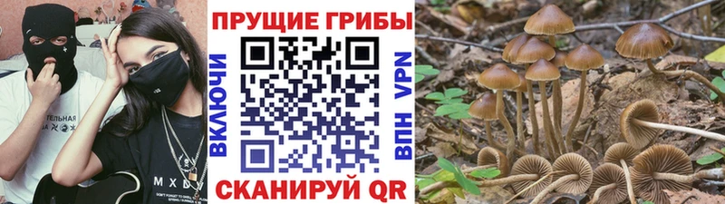 Галлюциногенные грибы GOLDEN TEACHER  где можно купить наркотик  Светлогорск 